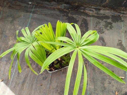 Livistona saribus cm pot - livistona, 11