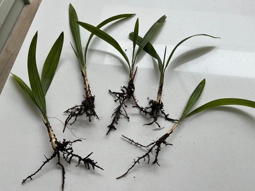 Year old trachycarpus - 5,