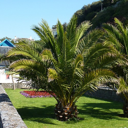 Phoenix canariensis canary - phoenix, 'canary