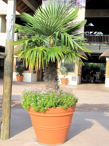 Hardy fan palm - hardy,