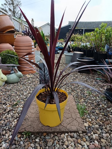 Red cordyline superstar 5l - red, in