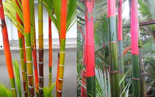 Cyrtostachys renda lakka