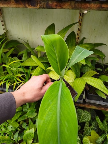 Musa balbisiana cm pot - musa,