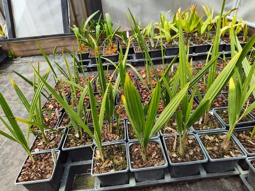 Butia odorata cm pot palm - -, 9