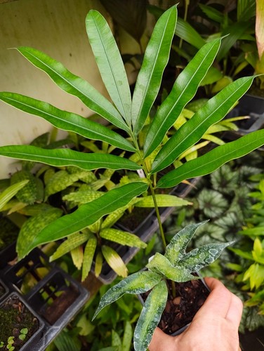 Cycas bifida cm pot - bifida, rare