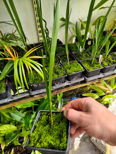 Jubaea chilensis cm - jubaea, 9