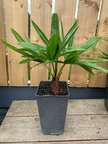 Trachycarpus fortunei hardy - trachycarpus,
