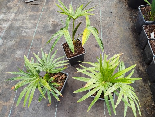 Livistona australis cm - livistona,