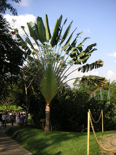 Ravenala madagascariensis - ravenala,