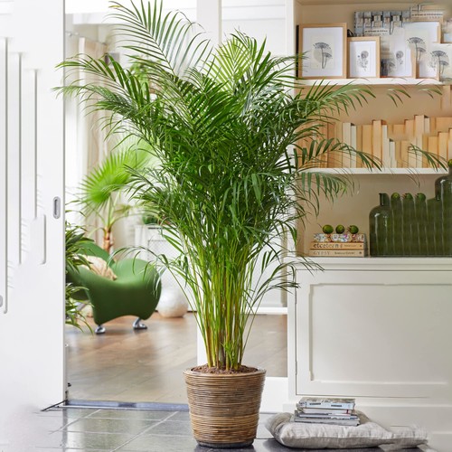 Areca palm large - areca, house