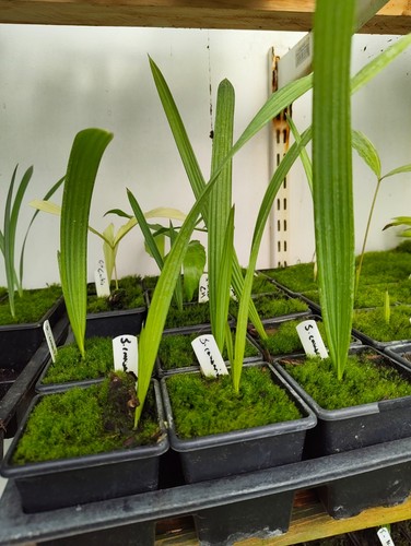 Sabal causarium cm - cm, pot