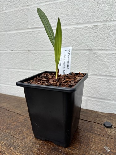 Trachycarpus kinla hill - kinla,