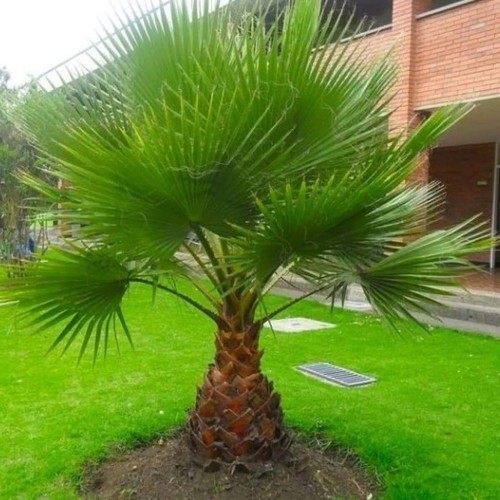Washingtonia robusta mexican - washingtonia,