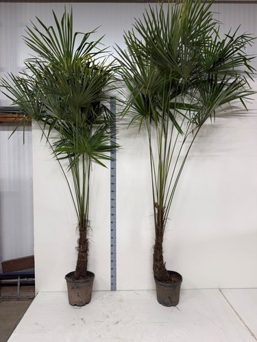 Trachycarpus fortunei fan palm - trachycarpus,
