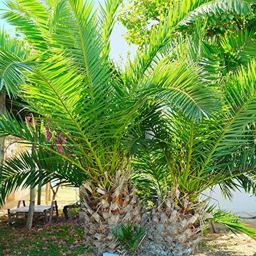 Evergreen phoenix canary - evergreen,
