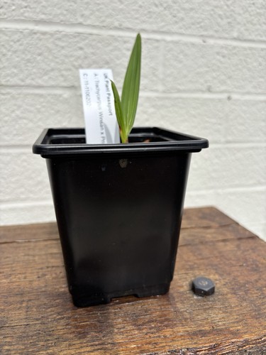 Trachycarpus winsan princeps - trachycarpus, x