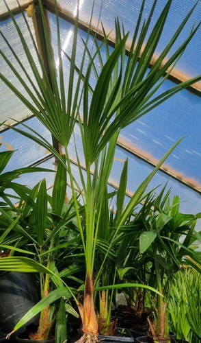 Hardy fan palm chamaerops - hardy,
