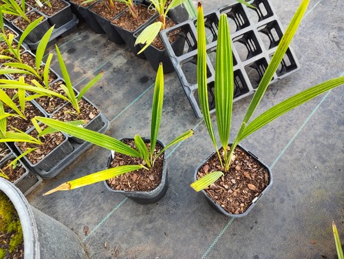 Trachycarpus ukhrulensis 14 - trachycarpus,