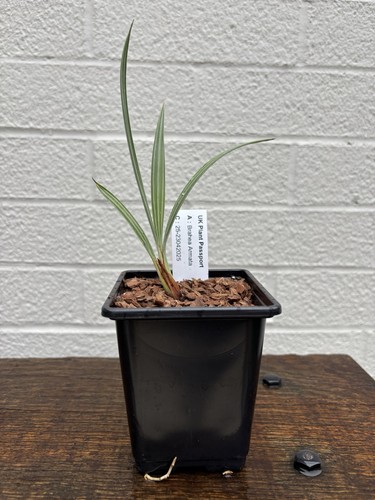 Brahea armata 9cm pot - armata,