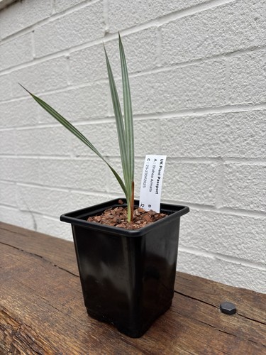 Brahea armata 9cm - brahea,