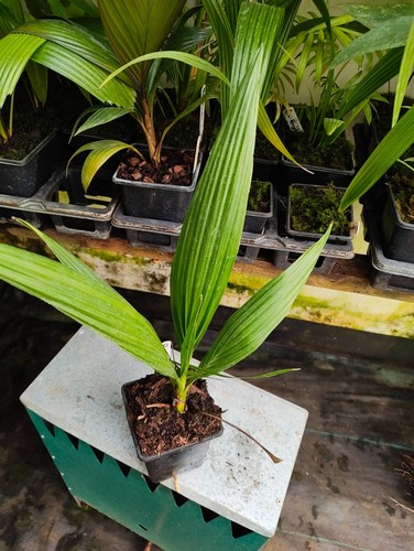 Phoenix reclinata cm pot - -,