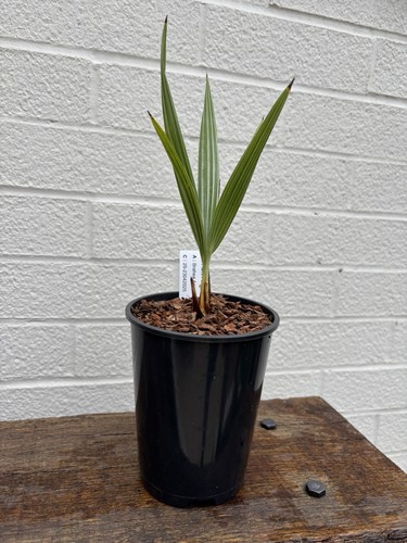Brahea armata 1litre - brahea, pot
