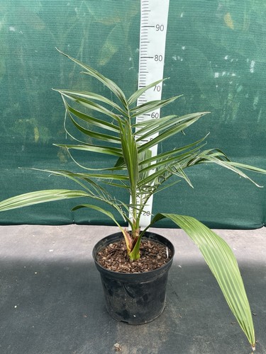 Phoenix reclinata - , x