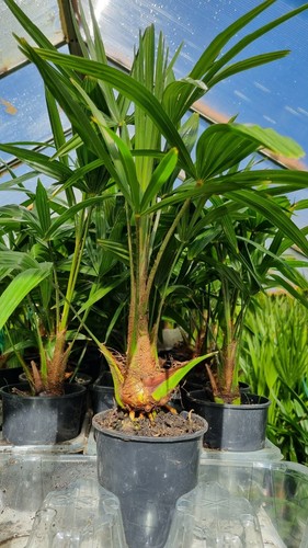 Plants trachycarpus fortunei - 2,