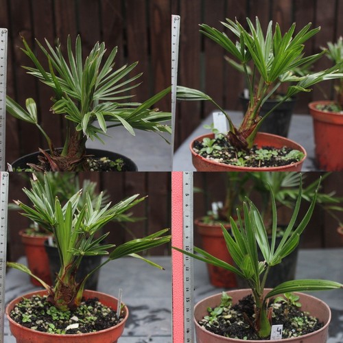 Trachycarpus wagnerianus t - wagnerianus, x
