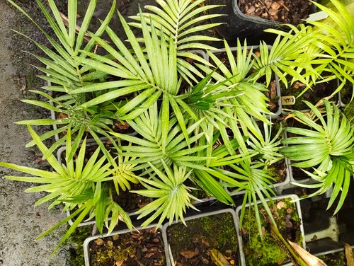 Ravenea lakatra cm pot - -,
