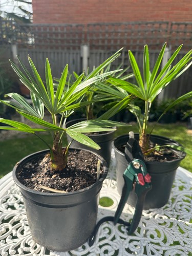 Rare trachycarpus fortunei - fortunei, x