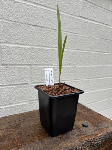 Trachycarpus ukhrulensis - trachycarpus, /