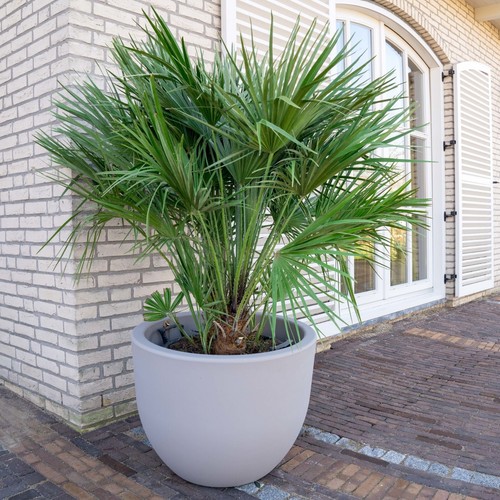 Chamaerops humilis european - chamaerops,