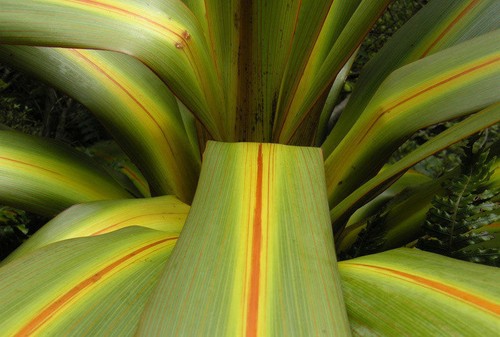Cordyline palm tree seeds - cordyline,