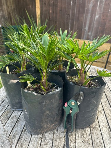 Trachycarpus wagnerianus 4 - wagnerianus,