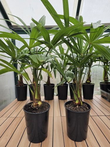 Plants trachycarpus fortunei - trachycarpus,