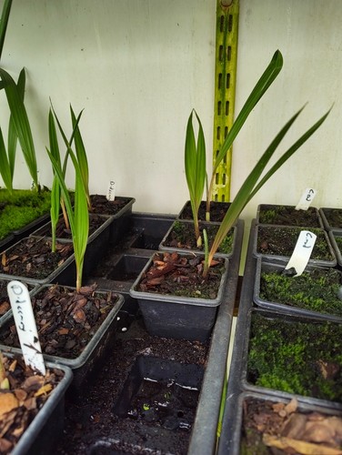 Dypsis decaryi cm pot - -,