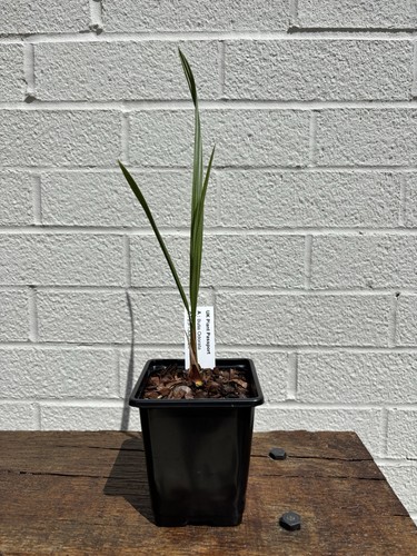 Butia odorata 9cm pot - butia,