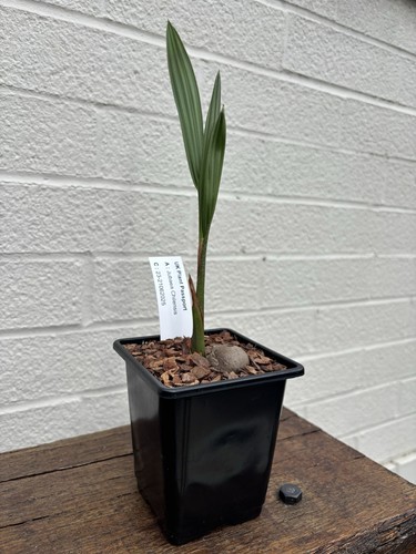 Jubaea chilensis 9cm pot - 9cm,