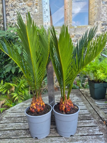 Cycas revoluta sago palm - 2,