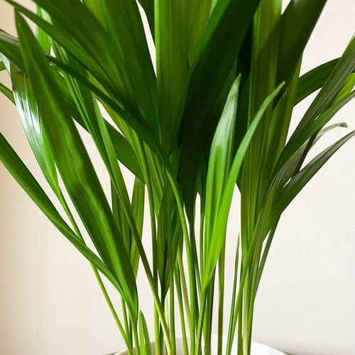 Areca palm 9cm - 9cm, pot