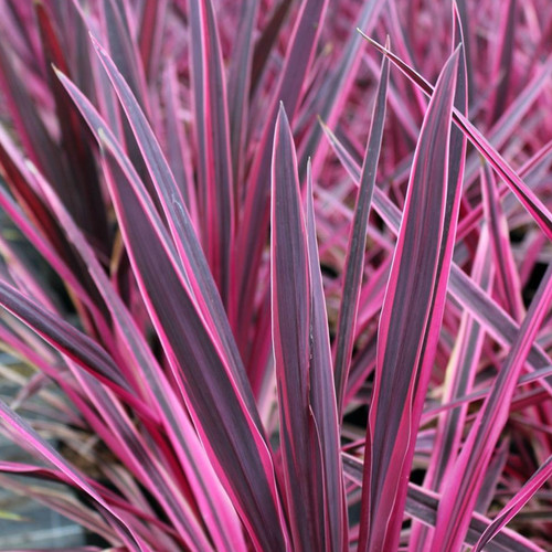 Cordyline australis pink - cordyline, 'pink