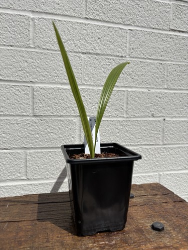 Trachycarpus latisectus 9cm - trachycarpus,