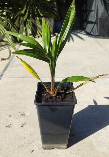 Trachycarpus fortunei palm - fortunei,