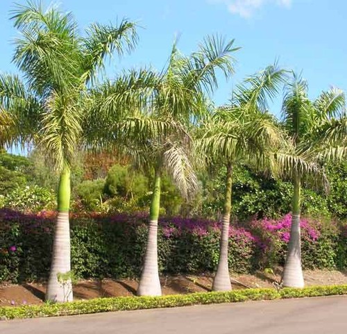 Roystonea regia seeds - -,