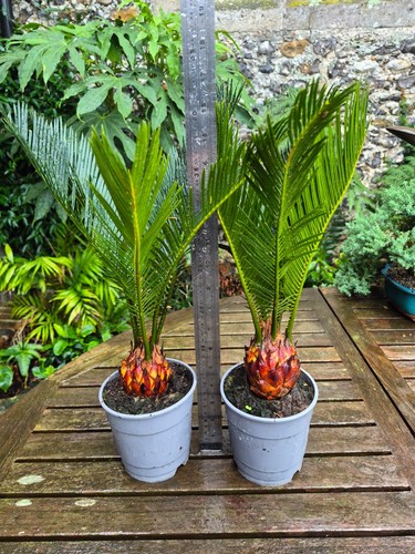 Cycas revoluta sago palm - x,
