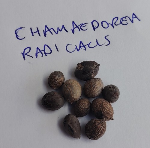 Chamaedorea radicalis seeds - chamaedorea,