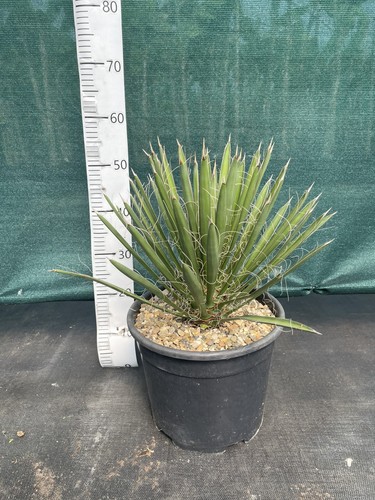 Yucca filifera litre - yucca, 12