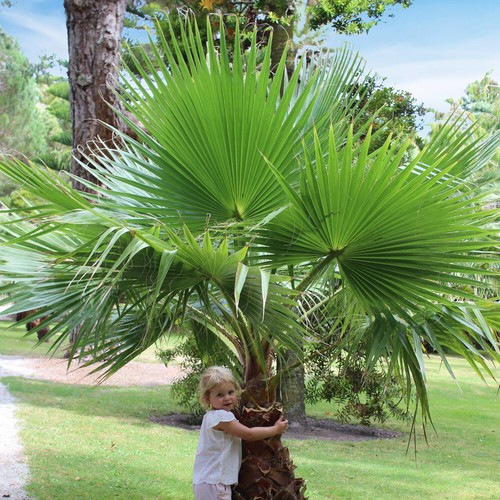 Cotton palm tree - cotton,
