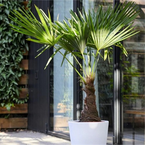 Trachycarpus fortunei large - trachycarpus,